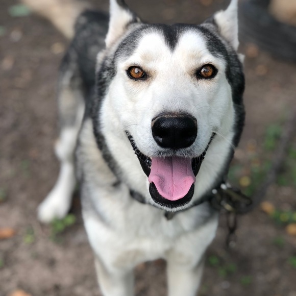 Meet your Posher, Rosa - Picture 3 of 3